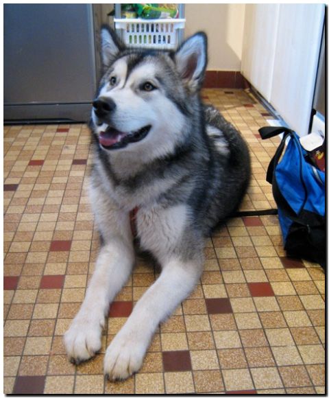 Aleshanee 6-2009.jpg